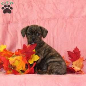 Phlox, Boston Terrier Mix Puppy